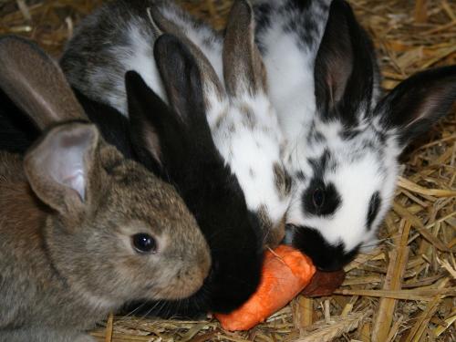 Kaninchen im Stall