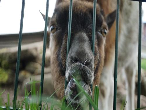 hoftiere