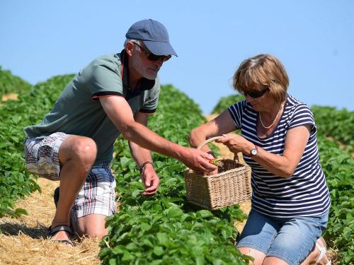 Die Erdbeeren sind reif