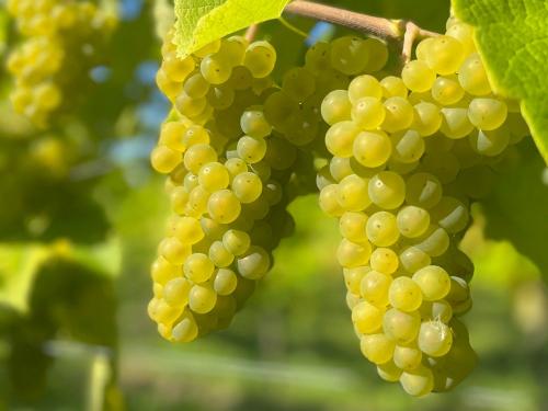 aromatische Trauben für unseren Wein