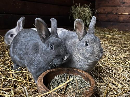 Urlaub auf dem Bauernhof_unsere Kaninchen