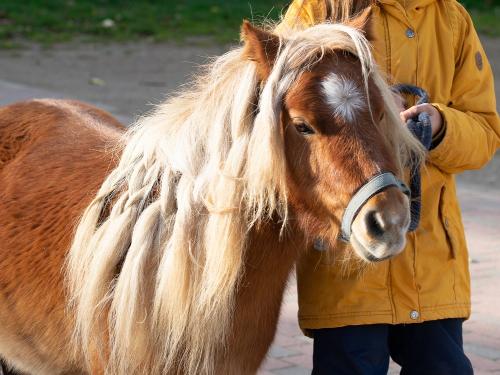 Urlaub auf dem Bauernhof_unser Pony