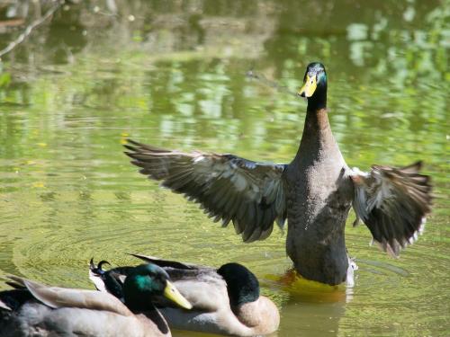 Urlaub auf dem Bauernhof_unsere Enten