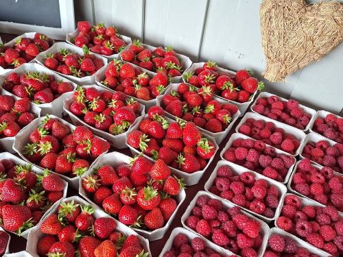 Die köstlichen Erdbeeren und Himbeeren in der Früchtesaison frisch vom Feld