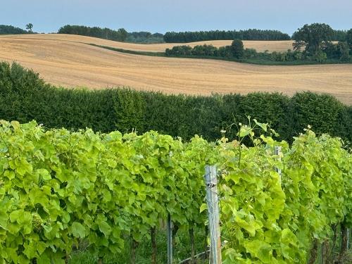 Unser Weinberg mit 8ha und 35 Grad-Neigungswinkel