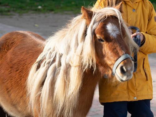 Ferien auf dem Bauernhof _ unsere Ponys und Pferde