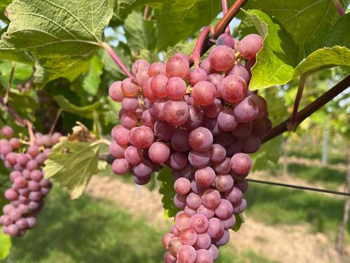 rote Weintrauben rote Weintrauben