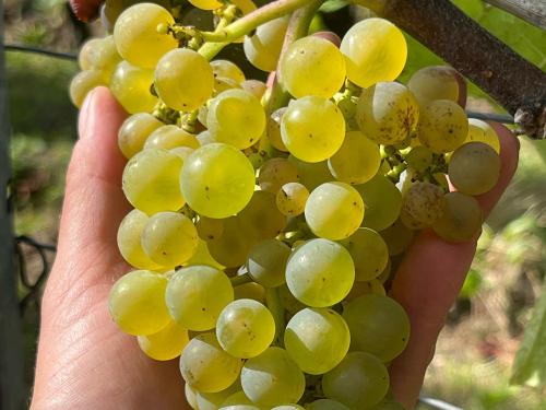 weiße Weintrauben weiße Weintrauben