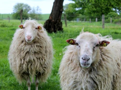 schafe_neversfelde schafe_neversfelde