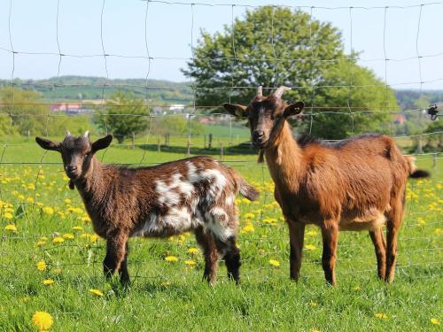 ziegen_neversfelde ziegen_neversfelde
