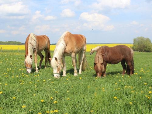 pferde_neversfelde pferde_neversfelde