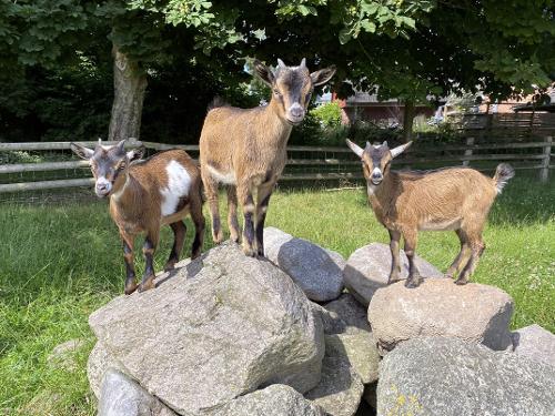 Ziegen Ronja, Flora & Ella Hof Neversfelde Ziegen Ronja, Flora & Ella Hof Neversfelde