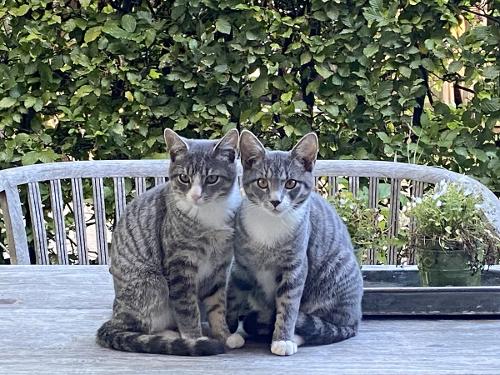 katzen-hof-neversfelde katzen-hof-neversfelde