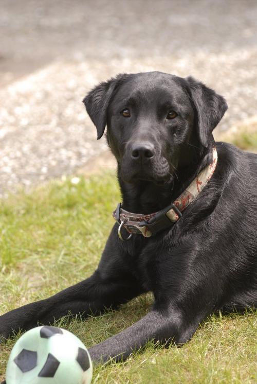 Hofhund Basko