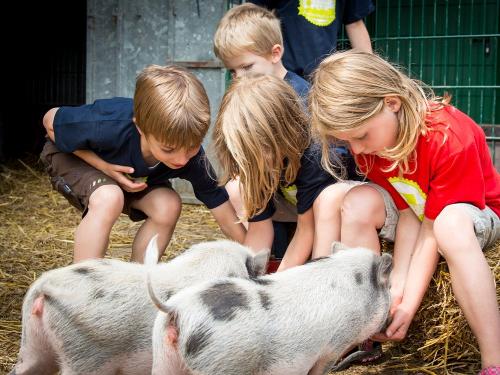 Streicheleinheiten für die Ferkel