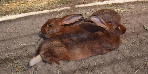 Unsere Hasen