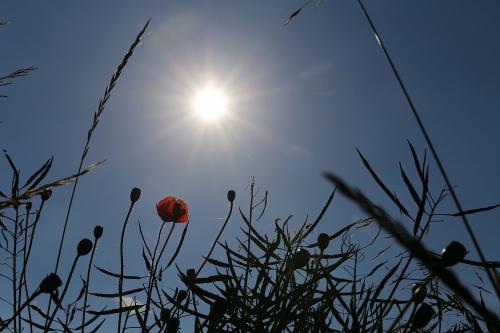 Sonnenschein