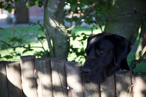 Hallo