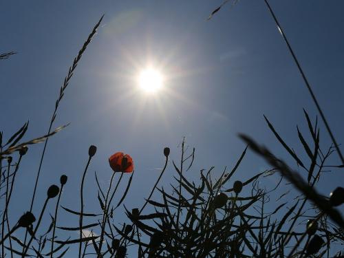 Sonnenschein