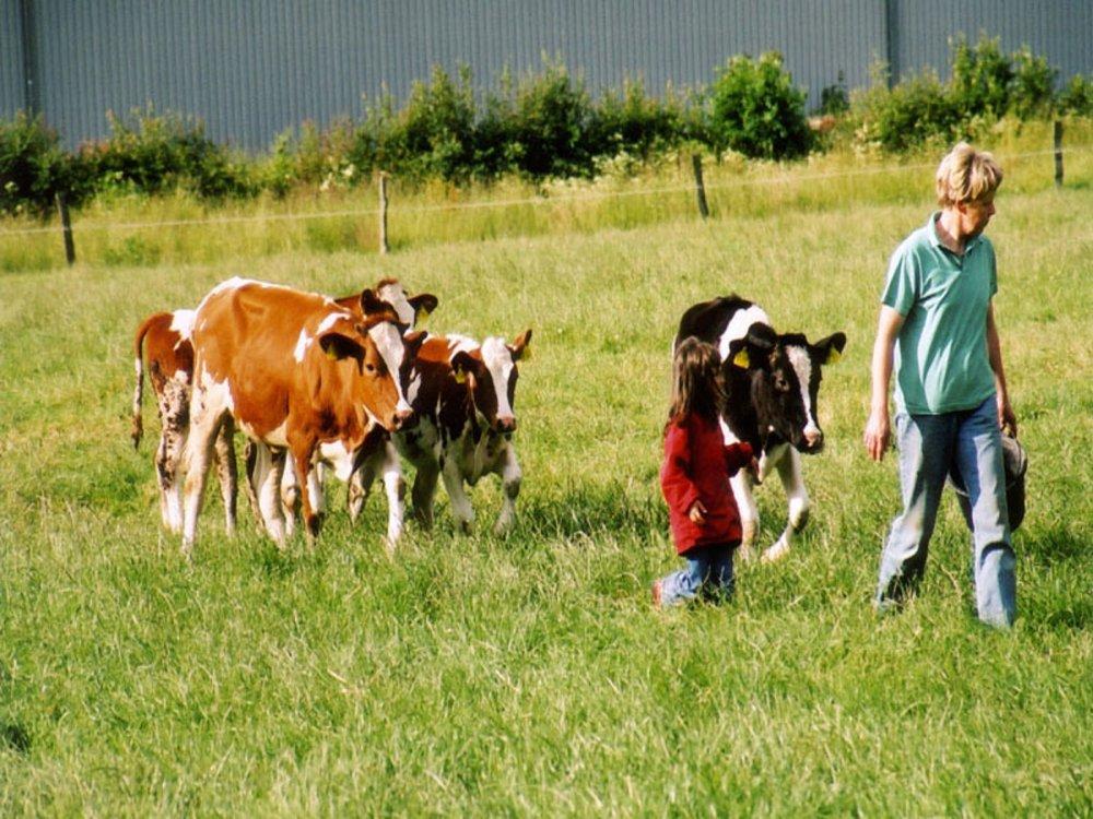 kaelberfuettern kaelberfuettern