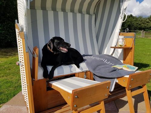 Hofhund Emmi