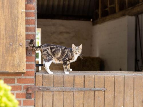 Hofkatze