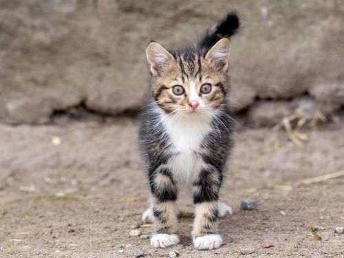 Katzenbaby