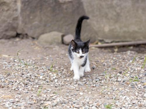 Babykatze