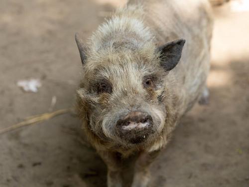 Hofschwein