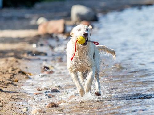 Hund am Wasser