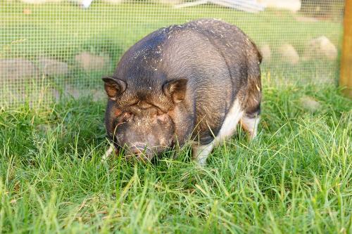Unsere Tiere auf dem Hof
