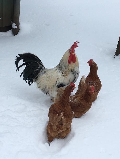 Tiere im Winter