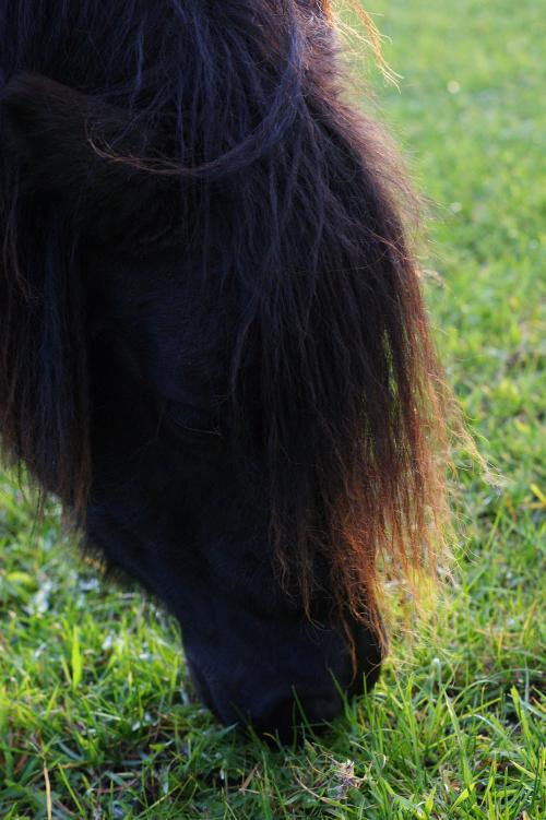 Unser Ponys auf der Weide