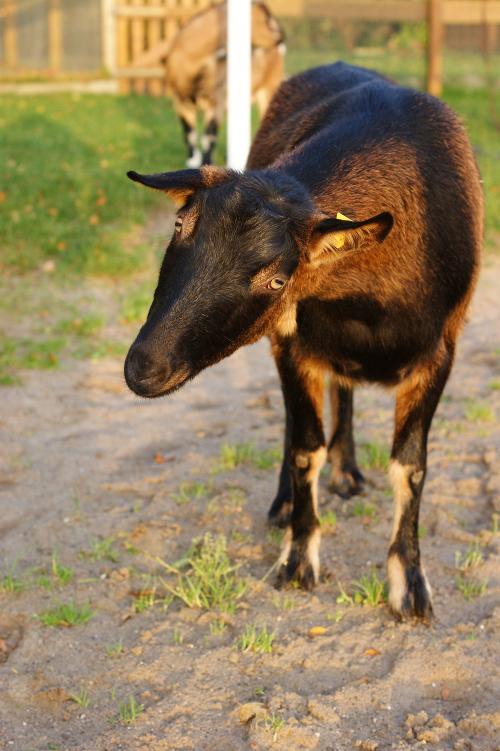 Unsere Tiere auf dem Hof