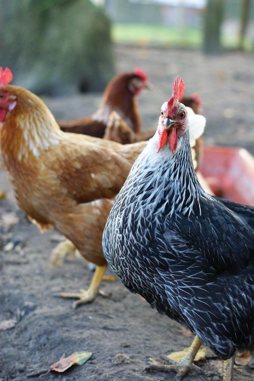 Unsere Tiere auf dem Hof