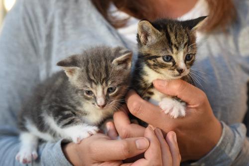 Katzenkinder