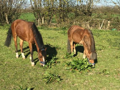 Misty und Boy