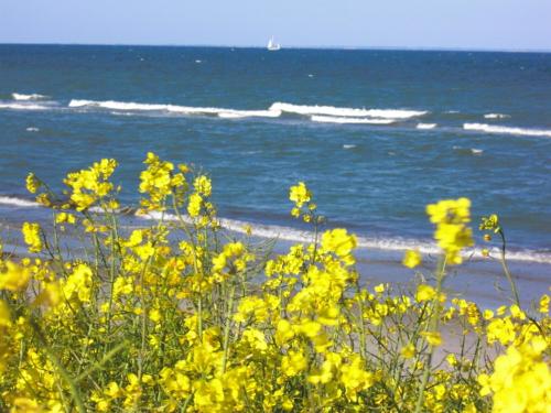Ostsee mit Rapsfeld