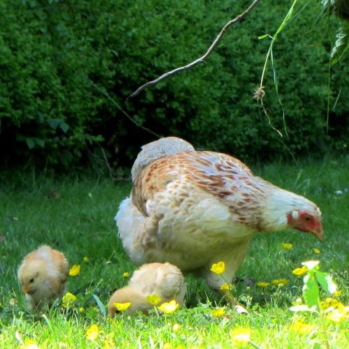 Ferienhof Moos - im Garten