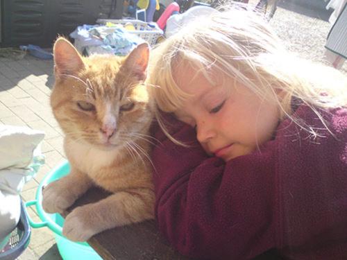 Katze kuscheln