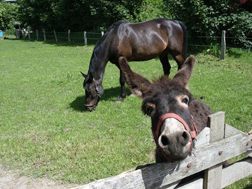 Herr Elenz, Robin und unsere 4 Ponys freuen sich