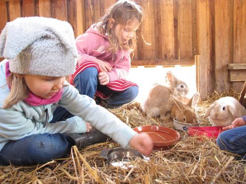 Streicheltiere Familienurlaub an der Ostsee
