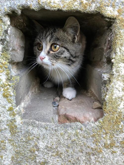 katze