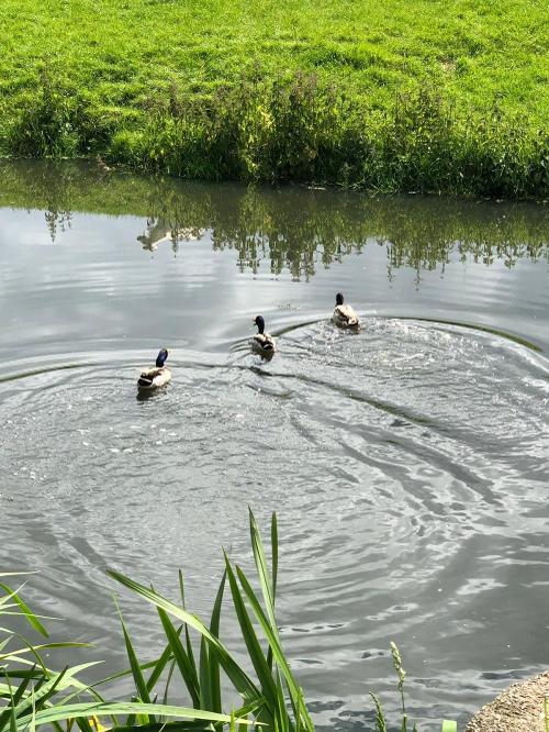 enten