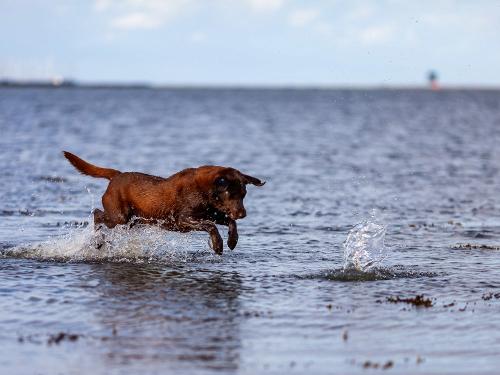 23_07_03_nonsfeld_edda_hund_33