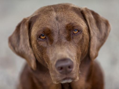 22_07_09_edda_hund_nonsfeld_12