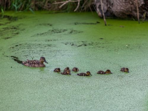 17_08_11_nonsfeld_entenkueken_09