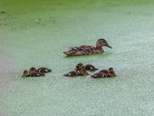 17_08_11_nonsfeld_entenkueken_11