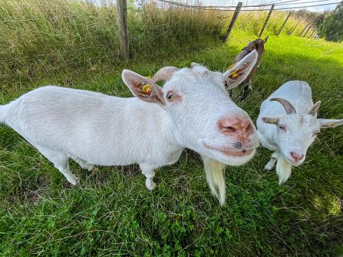 kappeln_2025_iphone_122