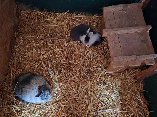 die neuen Kaninchen sind da--- Lina und Lulu